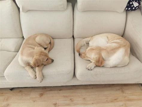 家裡養兩隻狗 地形